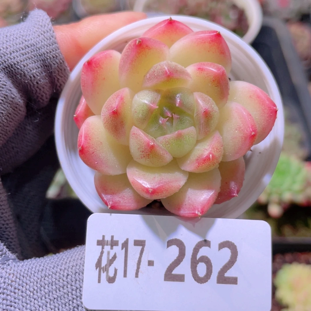 花利美17-262麦秆