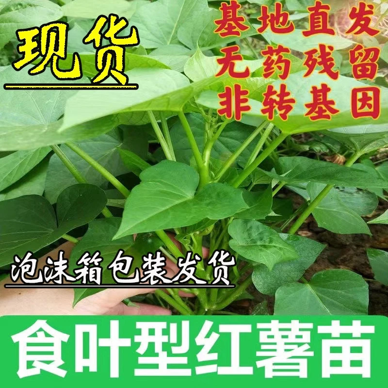 现拔现发 【带根好活】食叶型红薯苗