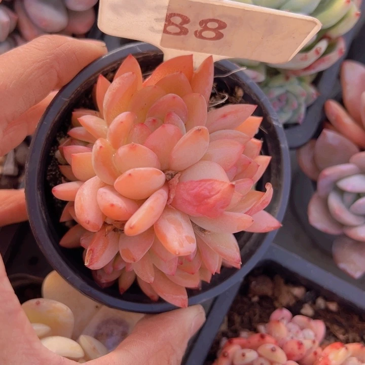 健健康康平平安安