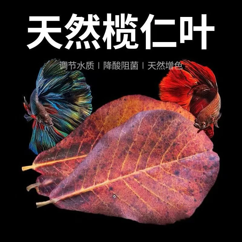 天然榄仁叶泰国斗鱼小型热带鱼降酸榄仁叶包邮改善水质减少酸性