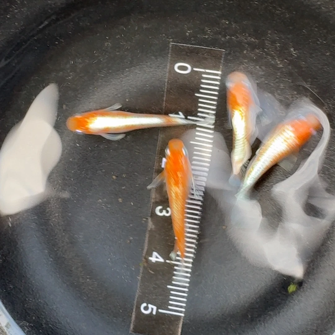 青鳉鱼13号 帝王红白地球眼2对