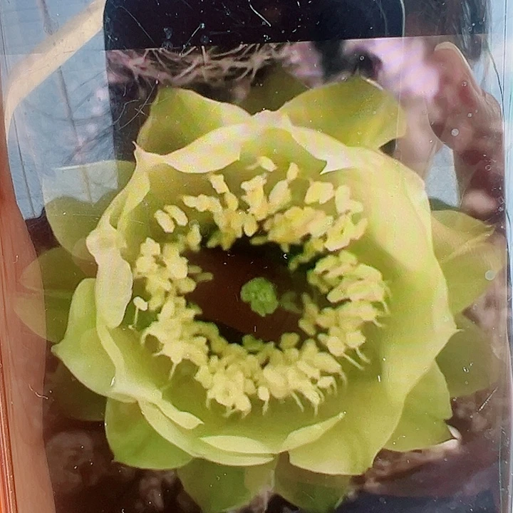 丽花绿茶侧芽 20包邮