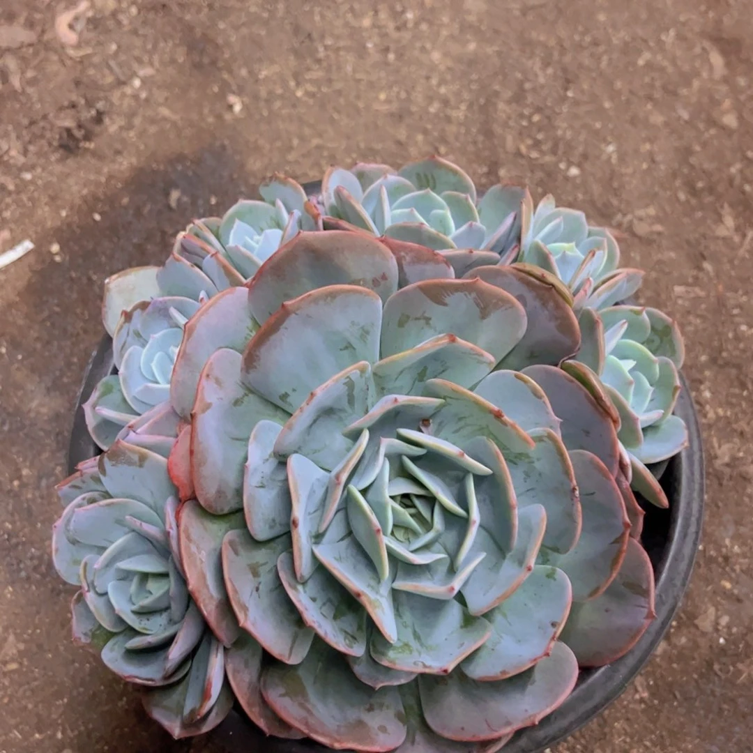 红粉台阁大单头带仔大盆