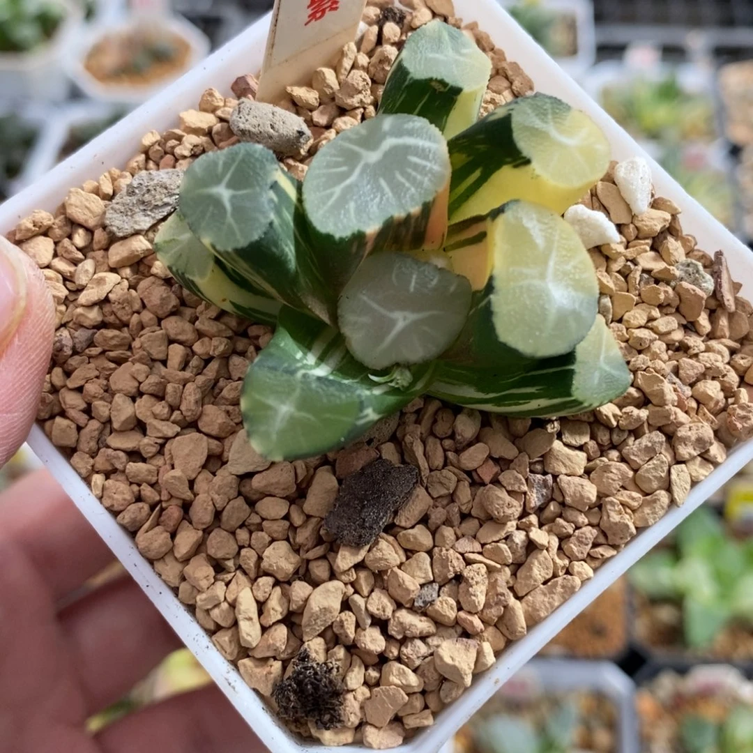 209玉龙万象锦一物一图