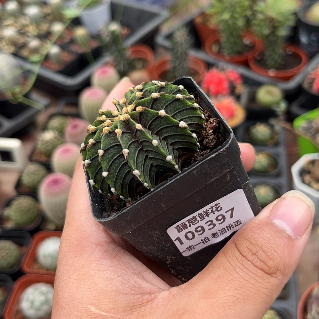 109397一物一拍单头发货