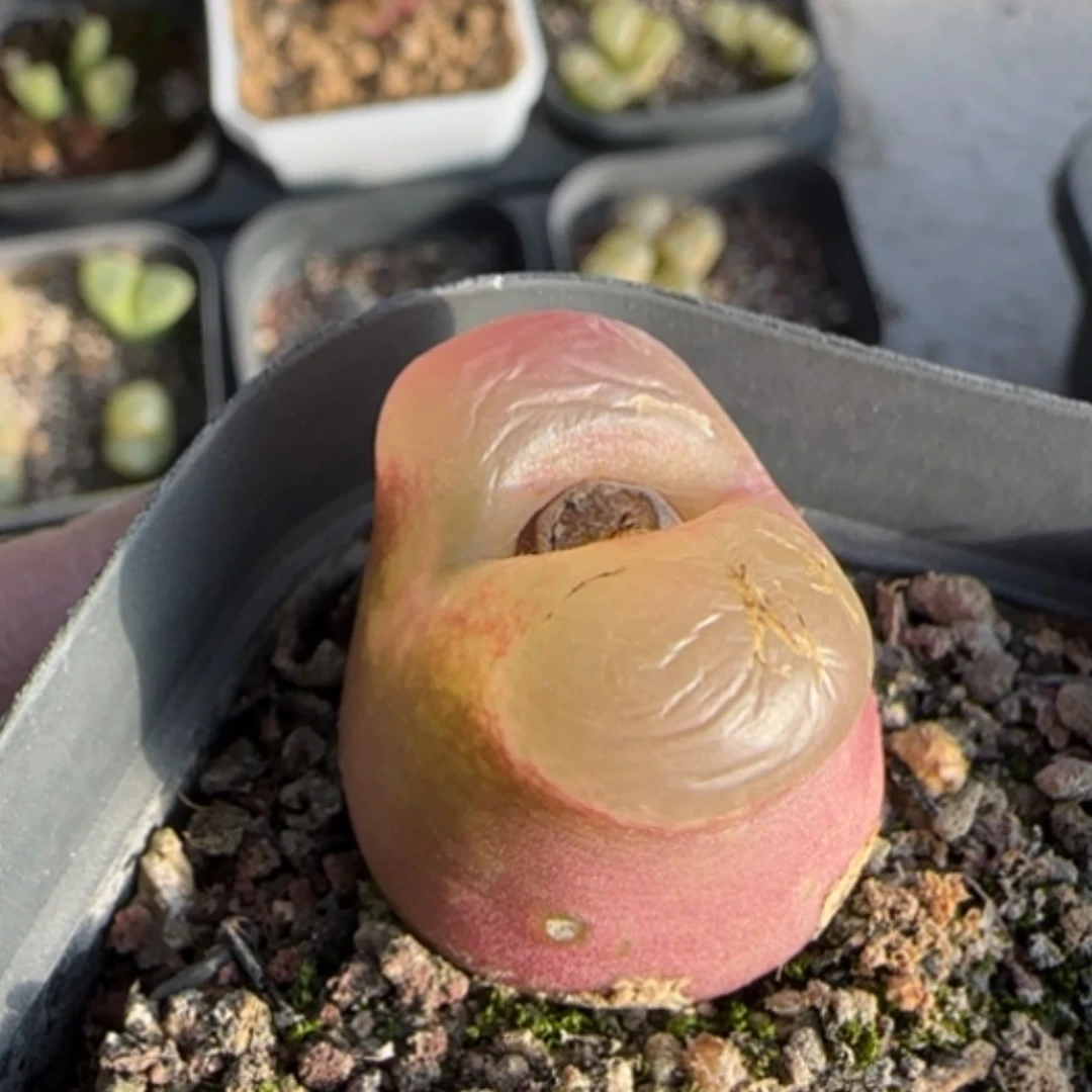 【闪购商品】0060