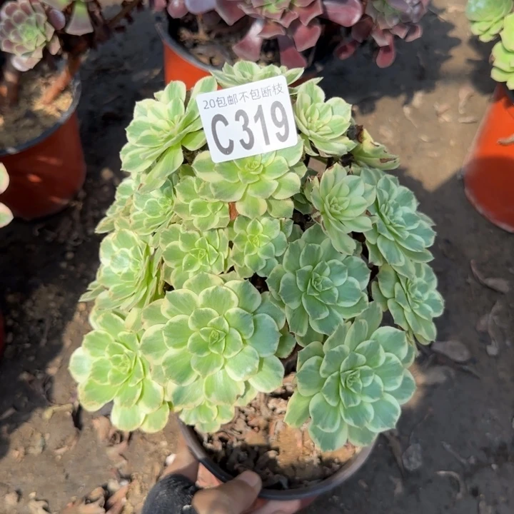 金秋……多肉植物……