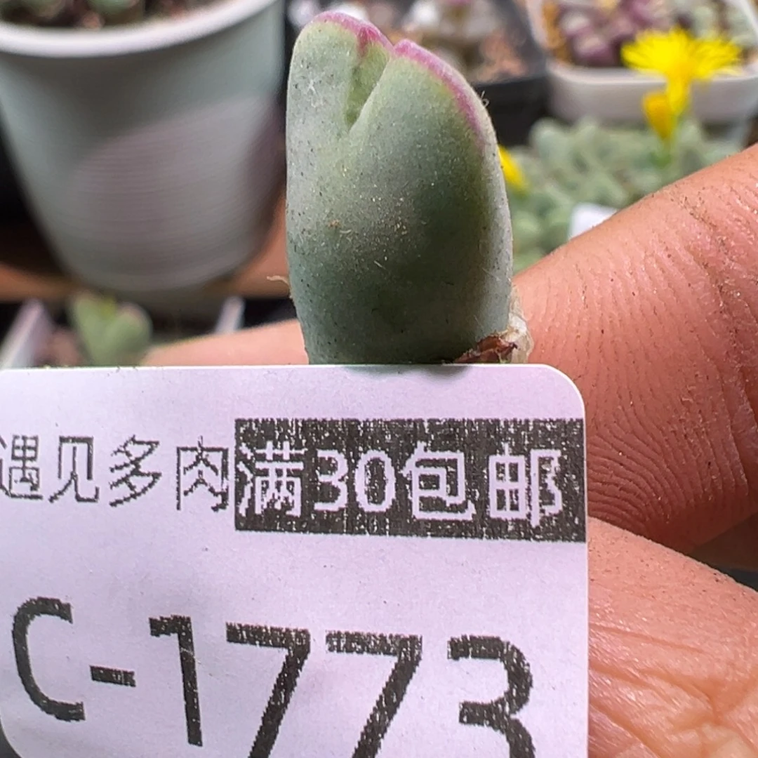 多肉植物111111111111