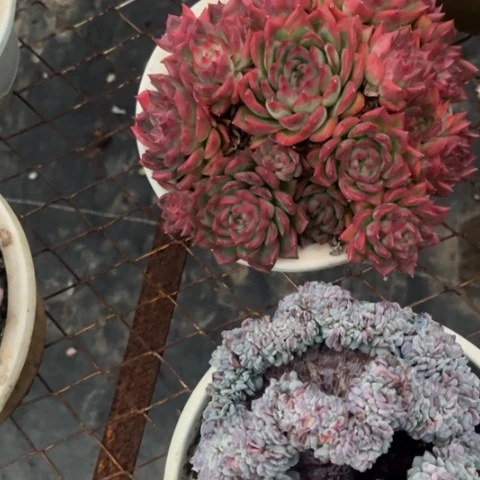 是不是很喜欢这个