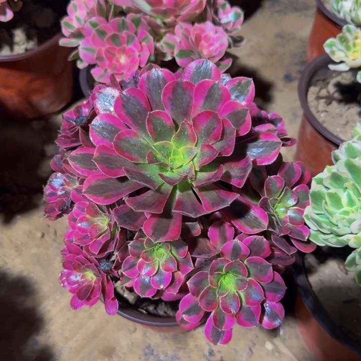 美杜莎脱土发货9.9