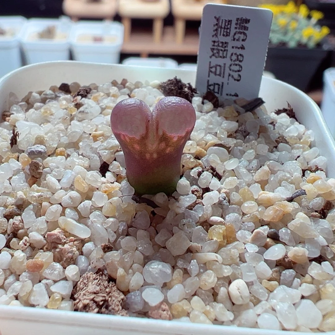 1126-606多肉多肉黑眼豆豆1802.1