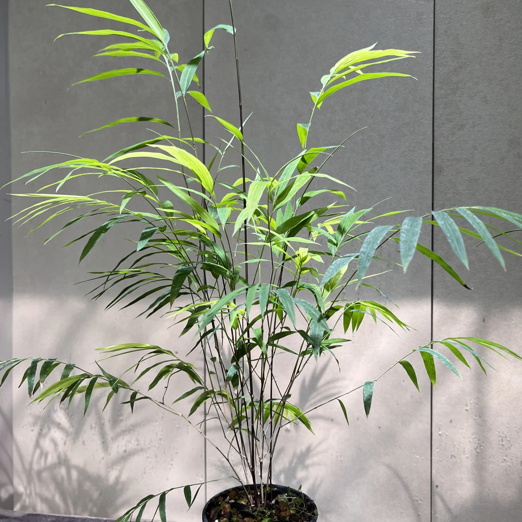 精品内门竹1盆，原盆土发货直播间一物一拍链接