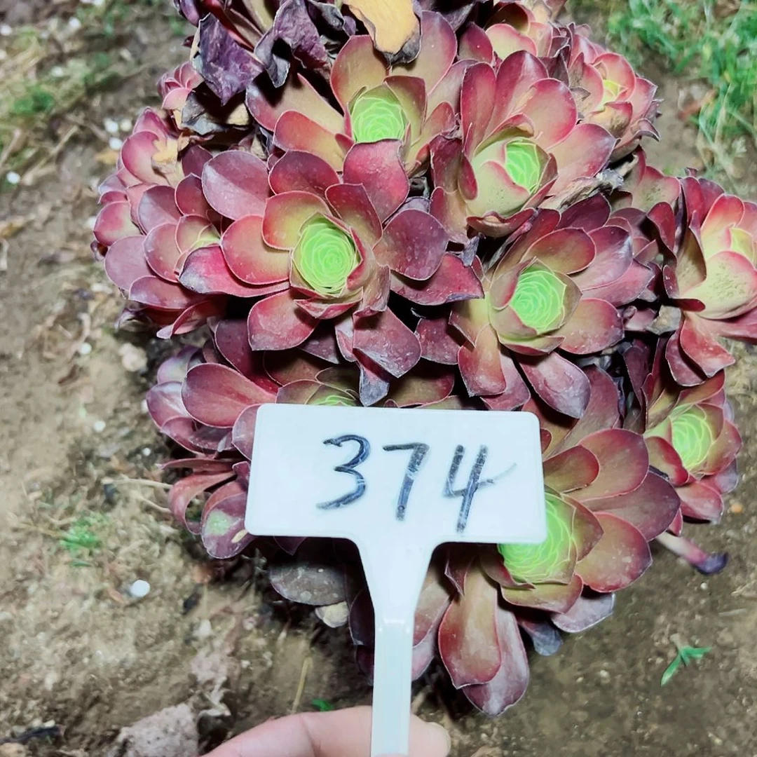 多肉植物梅金法师