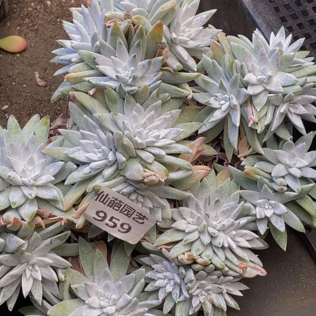 菲*猪959多肉植物保护研究所