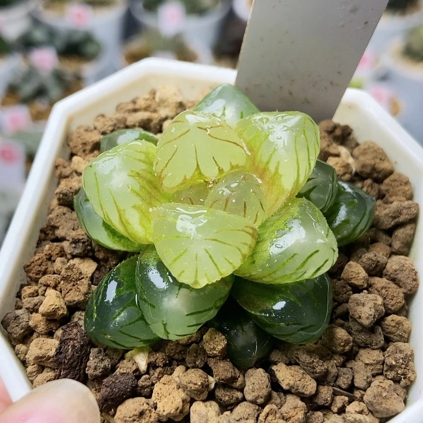 【闪购商品】丹*红灯笼60