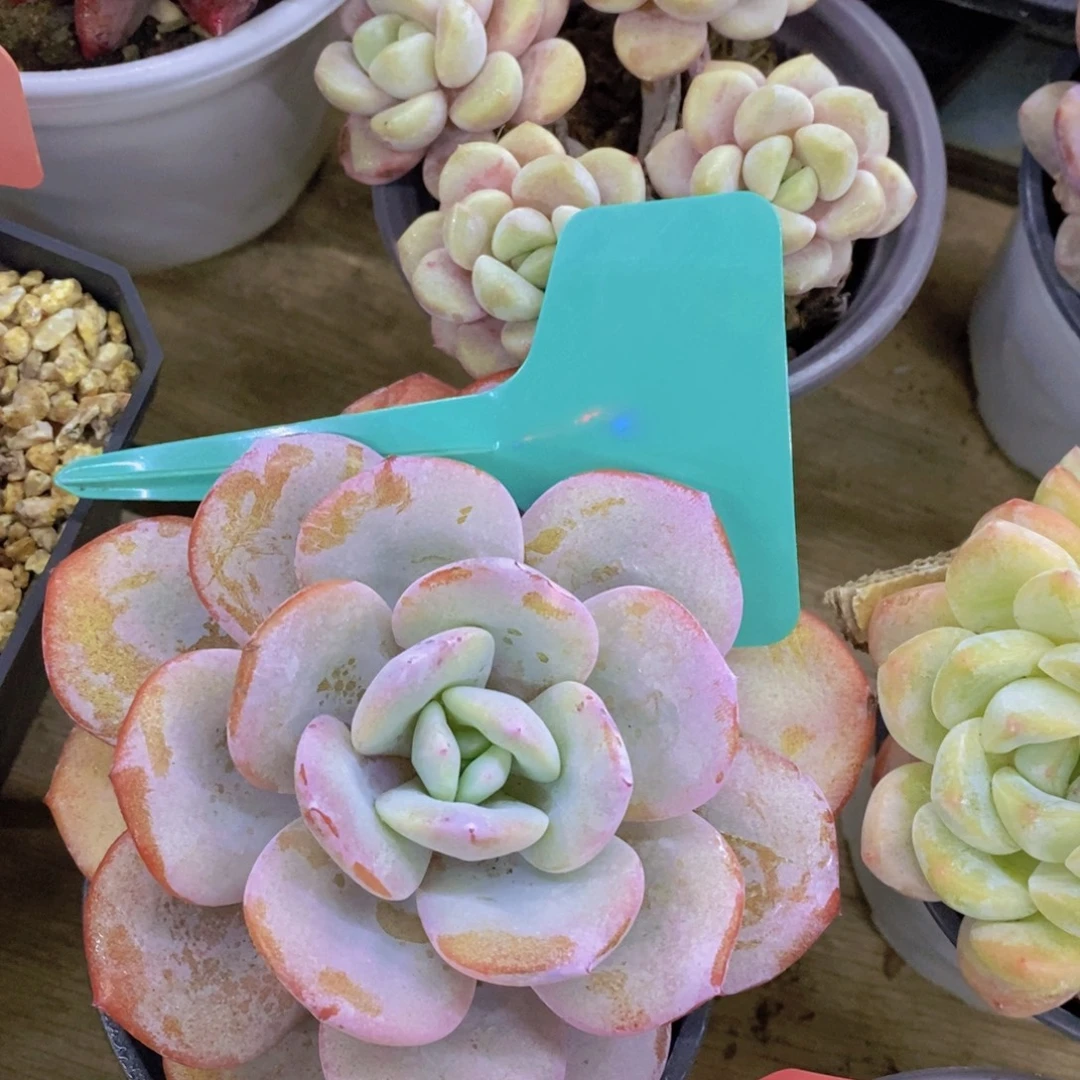 清货场，精品场一物一拍