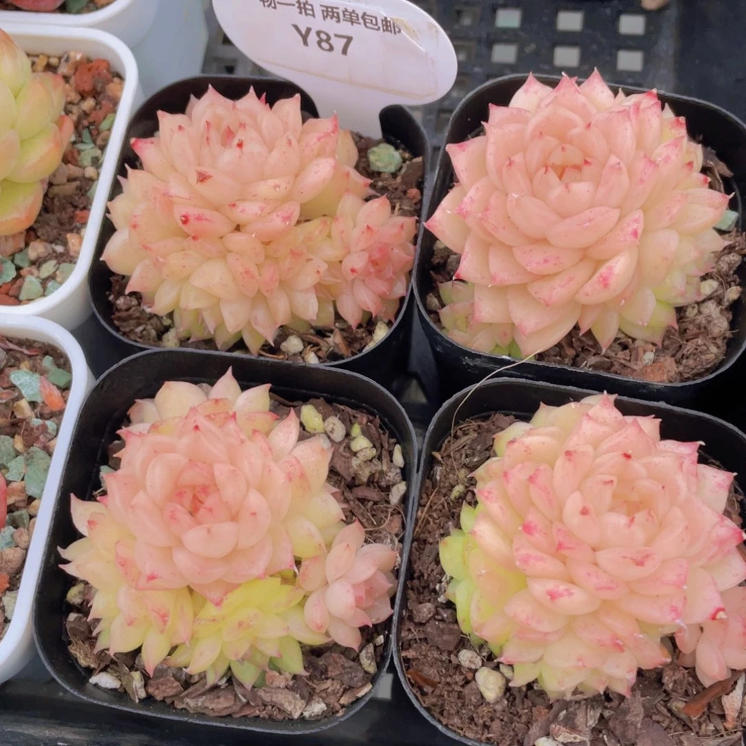 Y87号 珍妮冰透麦秆多头群一个