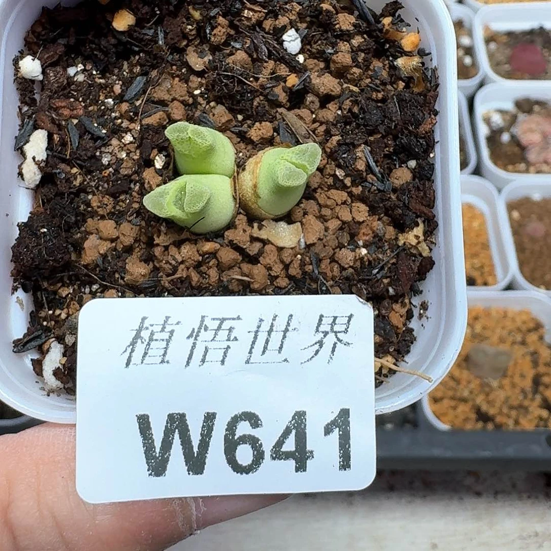 多肉植物的润泽额f g