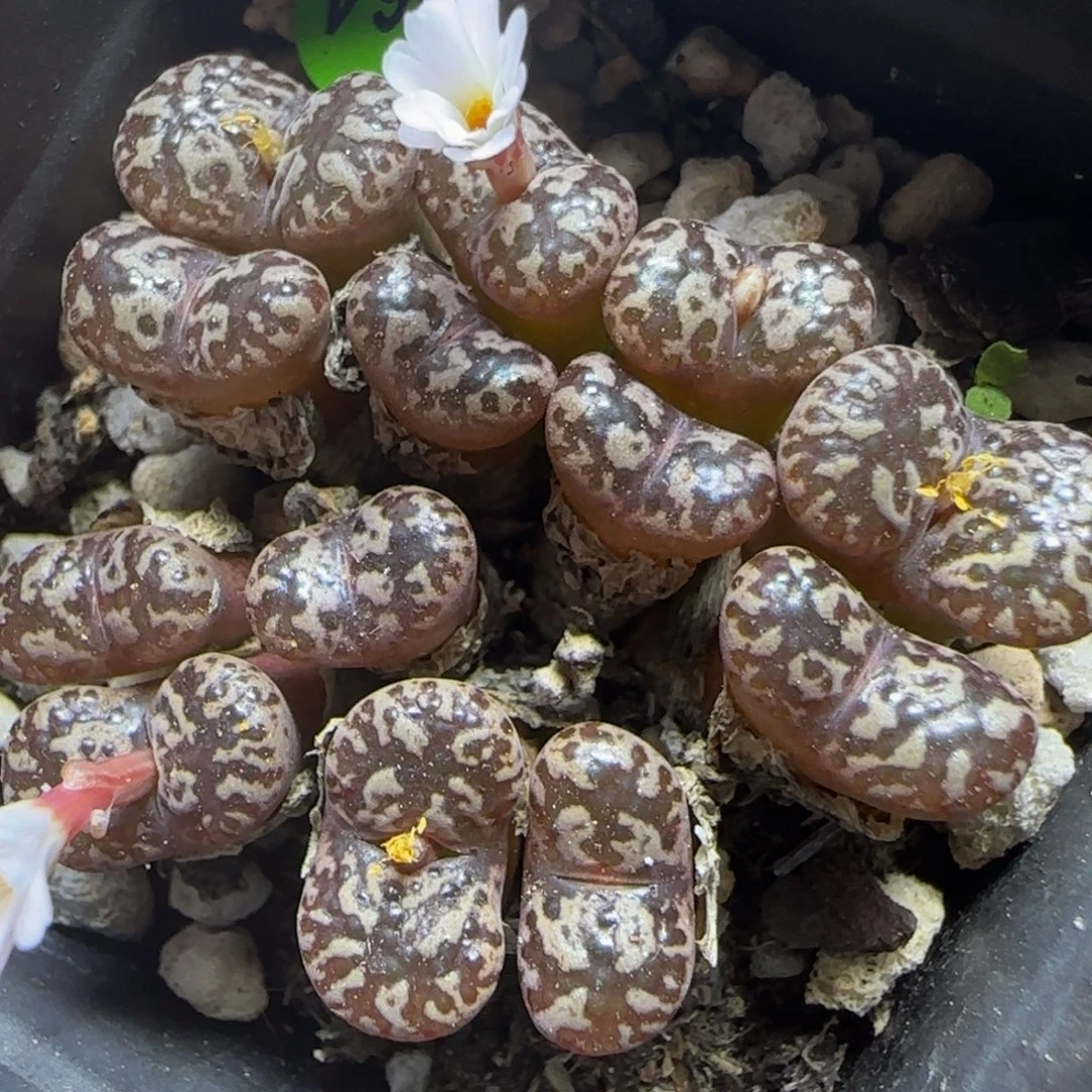 漂漂亮亮多肉植物864