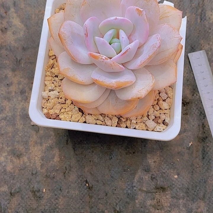 大***狮奶茶多肉植物老桩