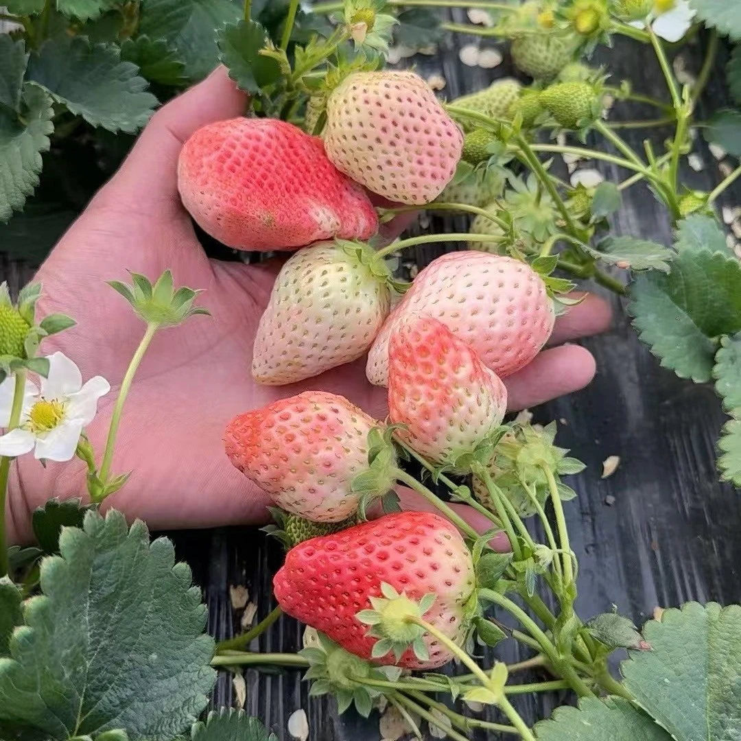 粉玉草莓苗，裸根苗奶香口味，拍一发四