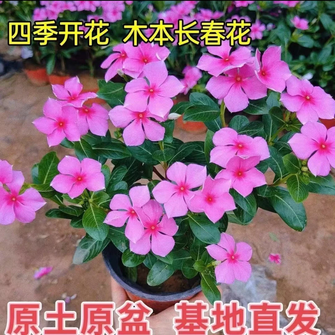木本天天开长春花四季梅盆栽花卉阳台庭院观赏花耐热耐晒地栽好养