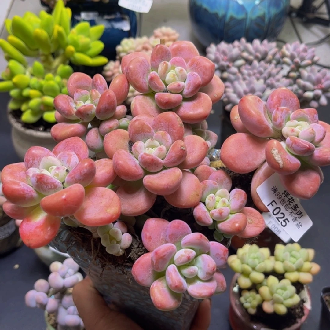 樱花洛神025/17cm多肉