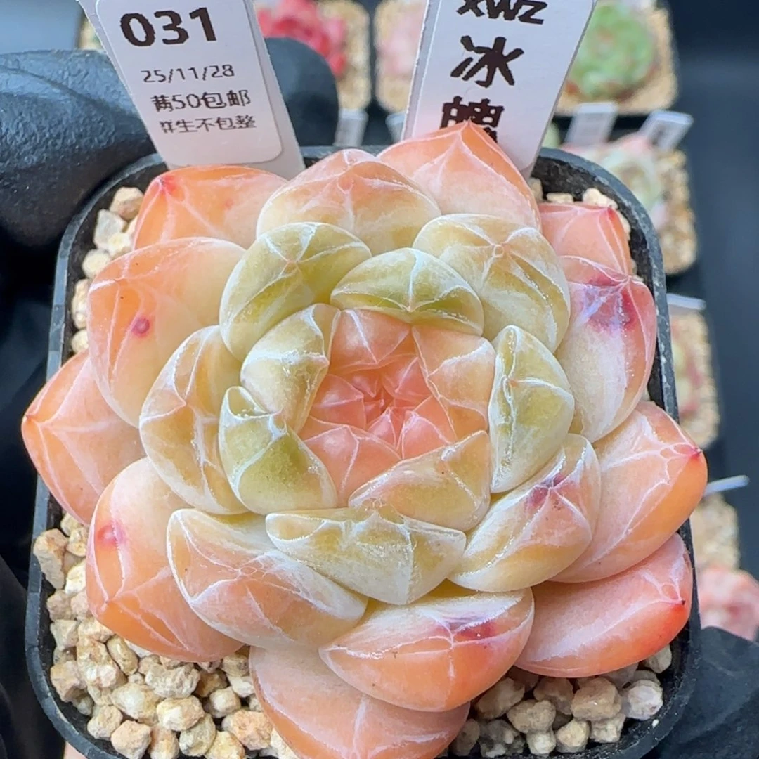 031   冰魄   5厘米盆