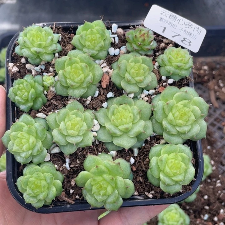 云糖心多肉植物178