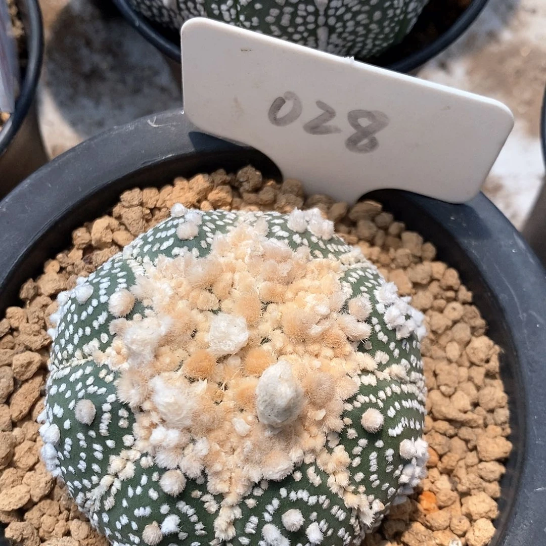 028花园兜系列产品