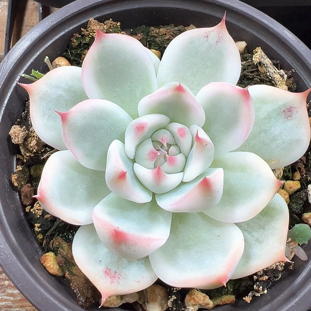 吉娃娃锦 小方花圃一单包邮