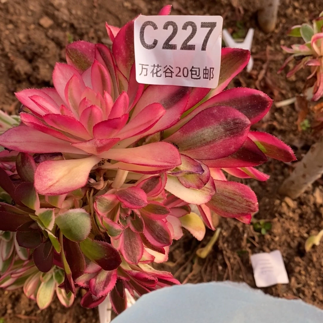 227倾城砍过多肉植物