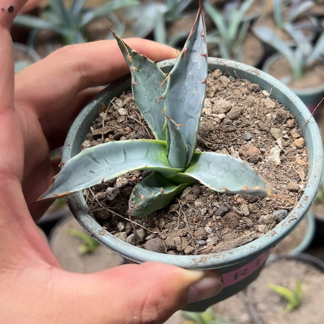 海洋之心龙舌兰系列