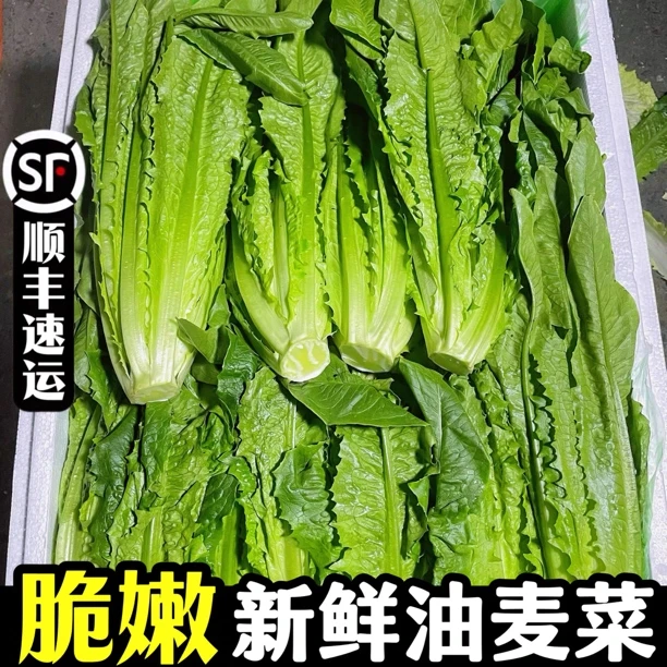 顺丰包邮|油麦菜新鲜农家种植鲜嫩脆甜麦菜火锅清炒绿叶菜