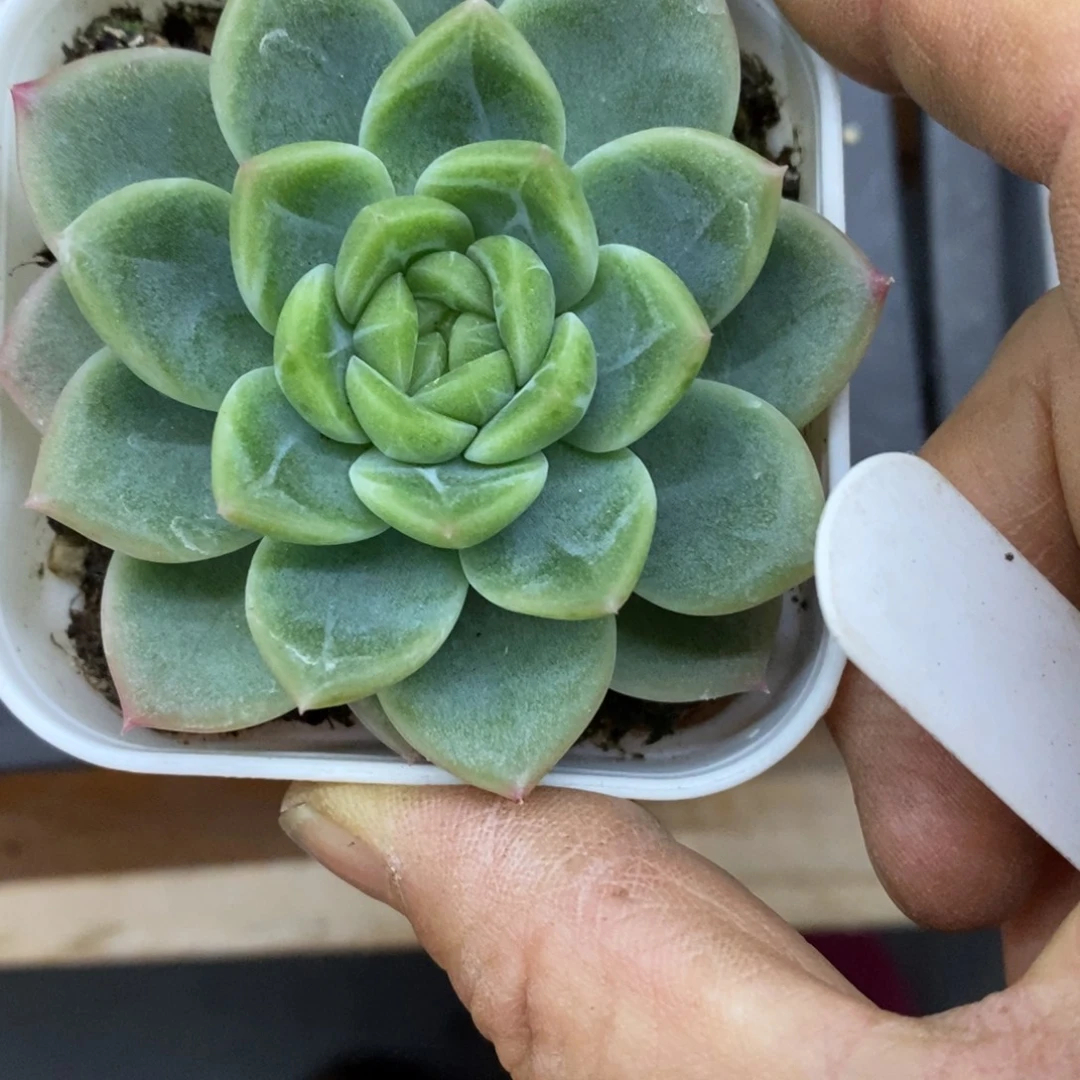 精品多肉一物一拍不包整11