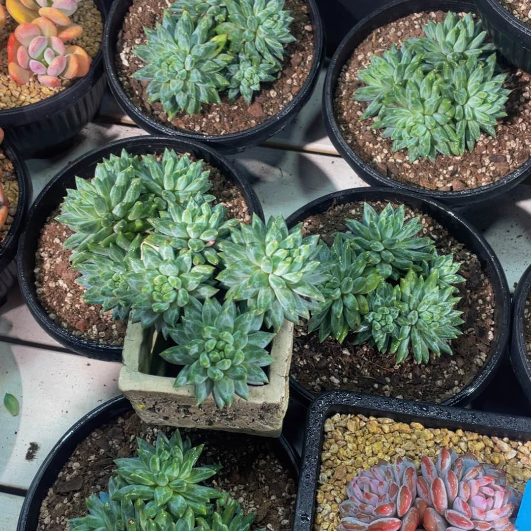 0923-14-青花瓷群生一颗