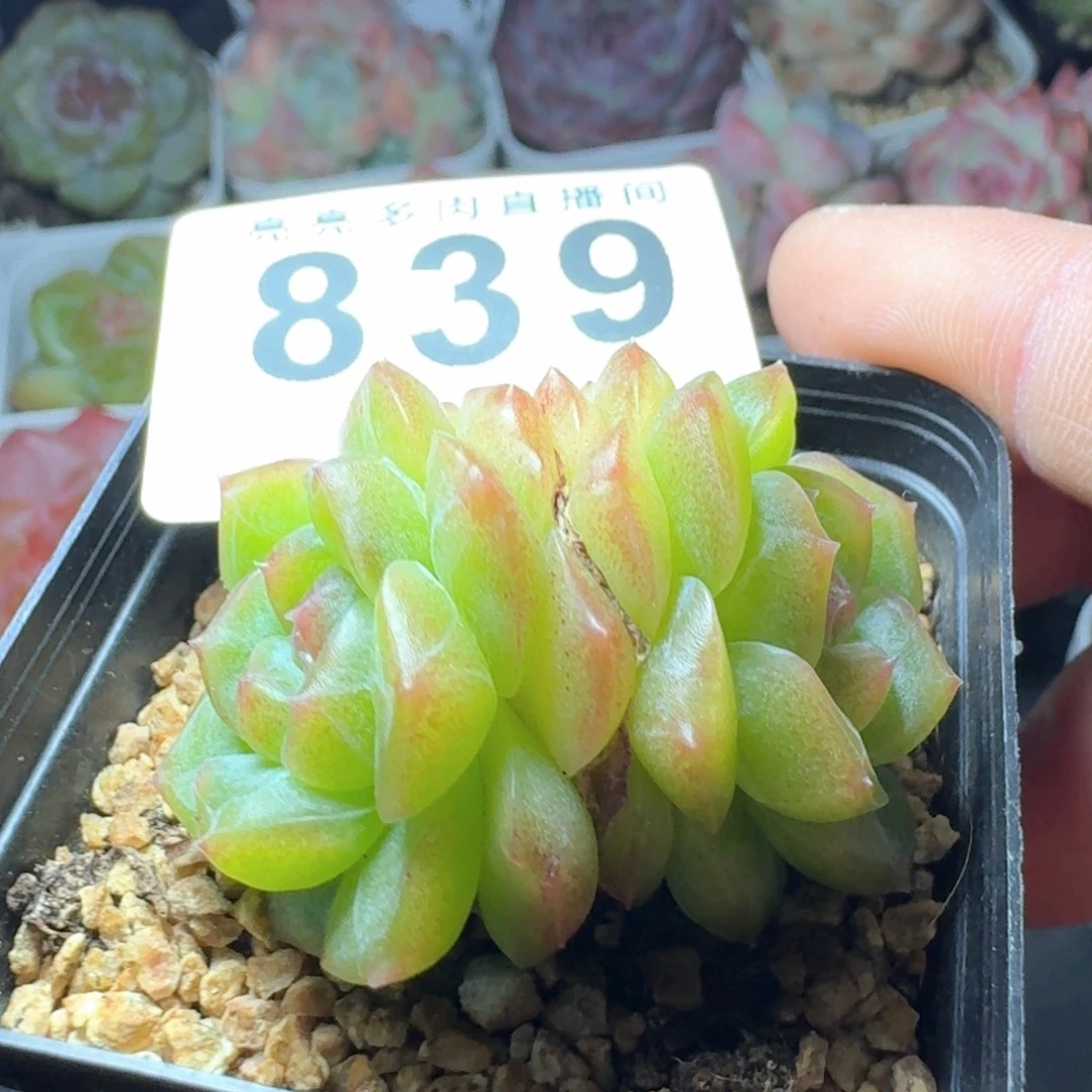 无尽灯            精美多肉植物