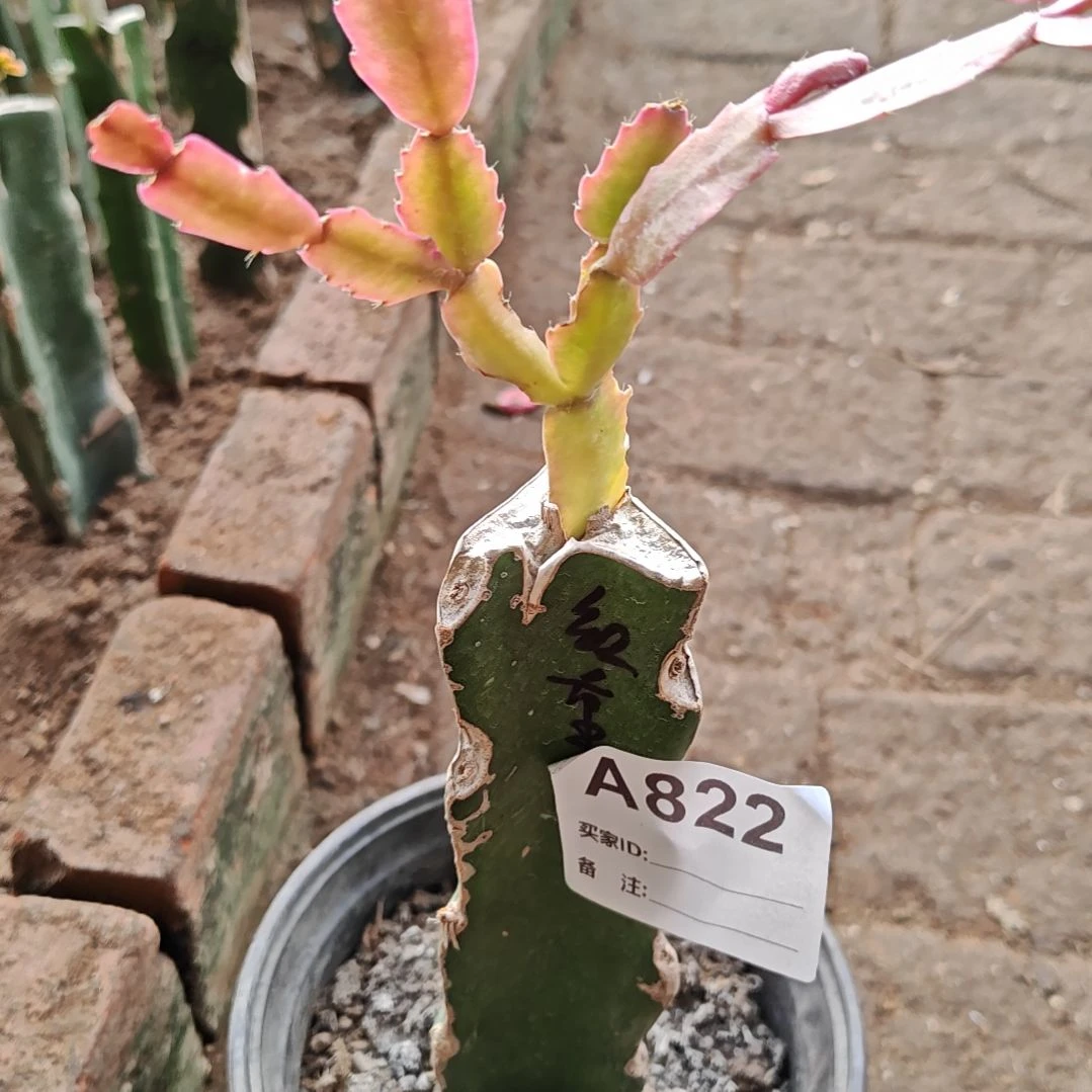 红重脱土易掉苞芽822