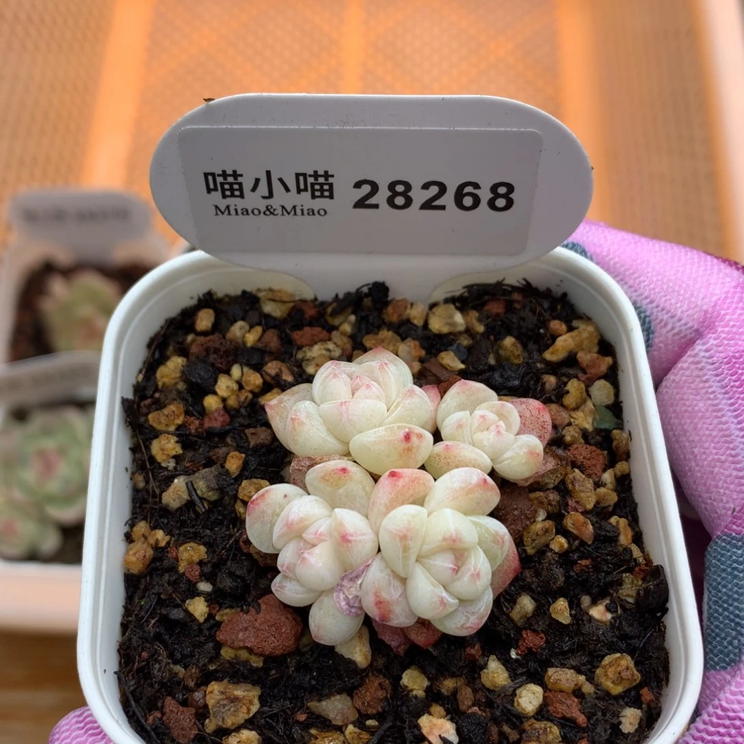 多肉植物冰玉珍妮