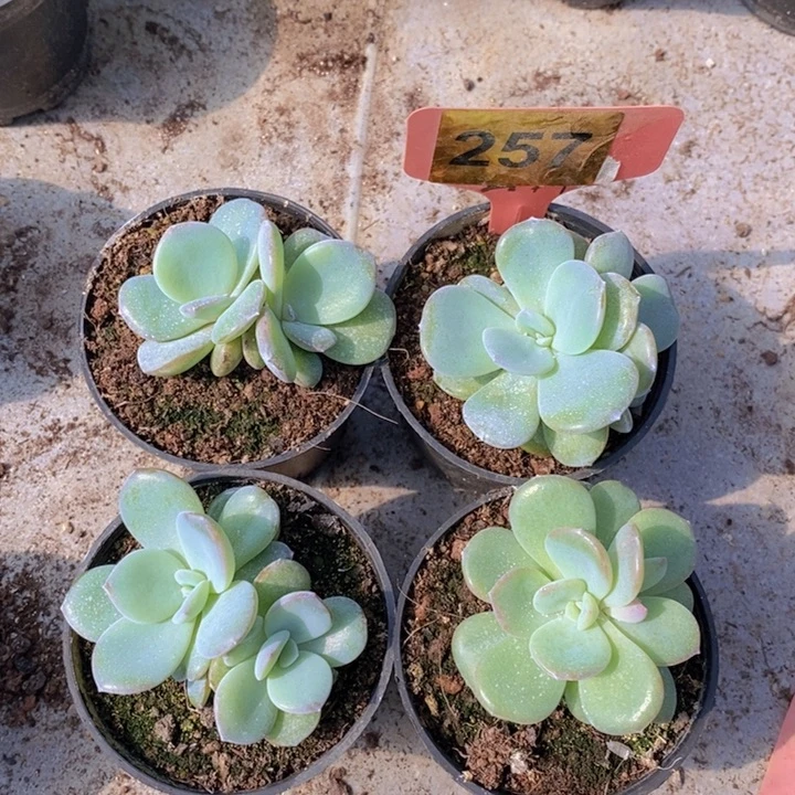257号韩版奶茶4颗，8厘米盆口