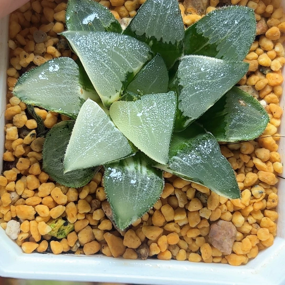 实生克锦十二卷多肉植物