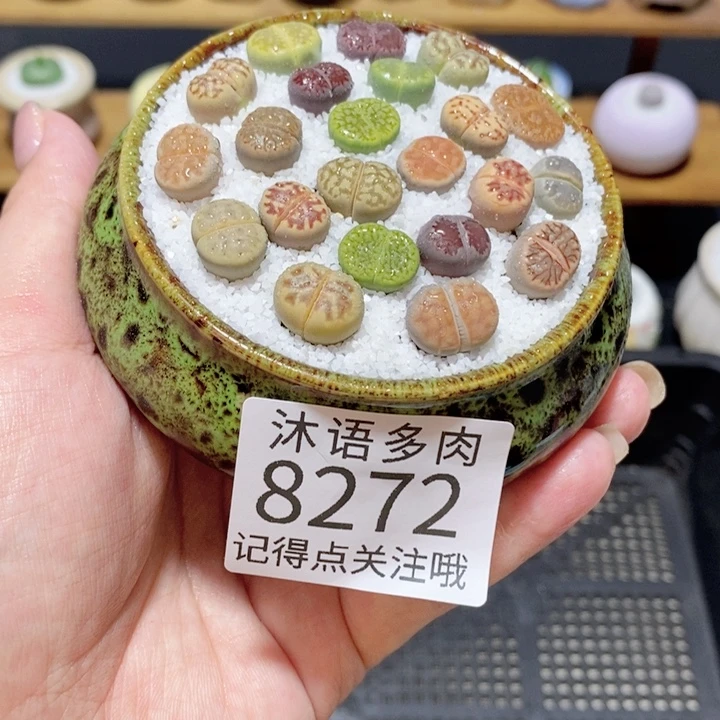 带盆土植物 精美盆栽8272