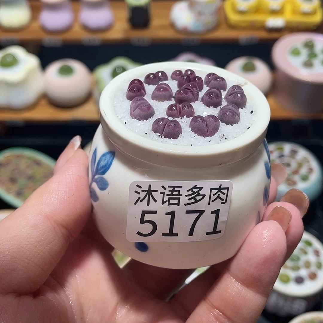 带盆土植物 一物一拍5171