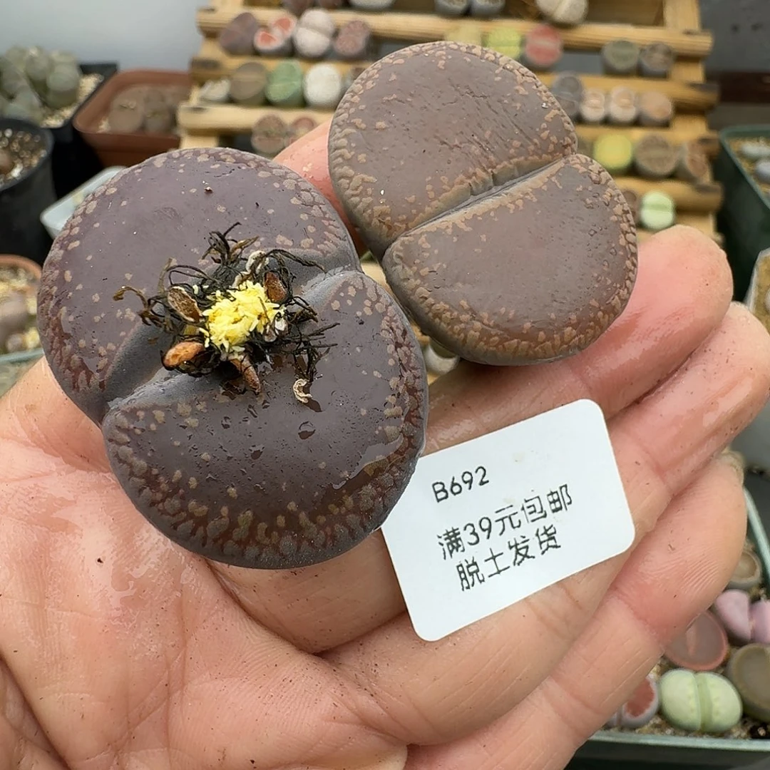 692多肉平均4厘米以上