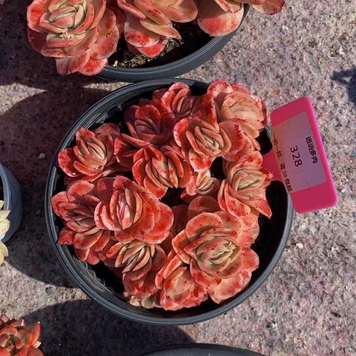 328冰玫瑰锦肉肉肉肉肉