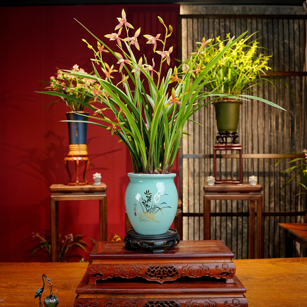 建兰铭品【峨眉贵妃】浓香型 名贵兰花 景德镇陶瓷盆 好养易活
