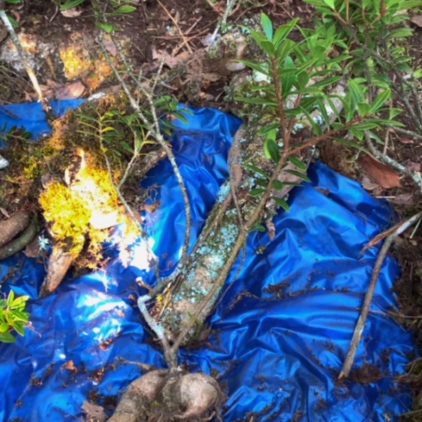 【闪购商品】无花朵