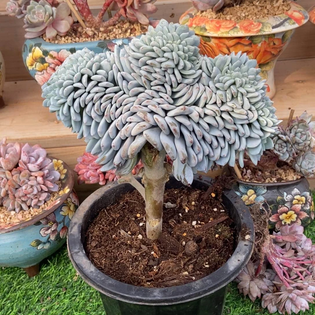 柒***节正版奶盖缀化树多肉