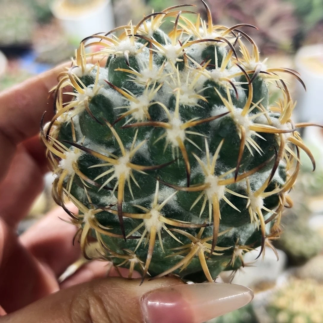 高绒钢钉微根仙人球66666666