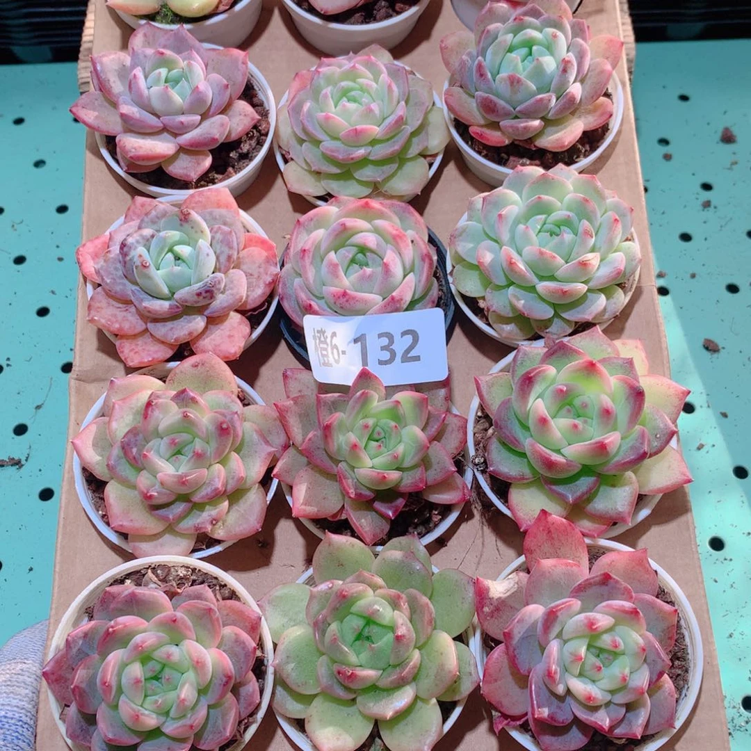6-132一物一拍多肉带盆18颗